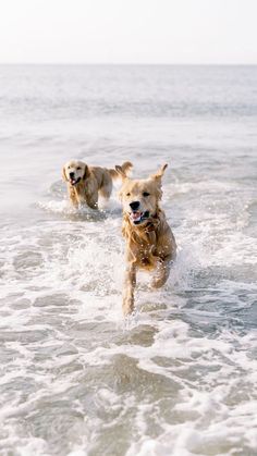 two dogs running in the water at the beach