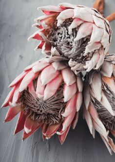 the large flower is pink and white