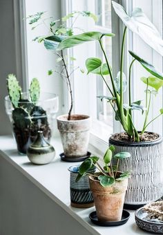 several potted plants sit on a window sill