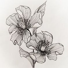 two flowers are drawn in black and white ink on paper, each with an individual's own line drawing