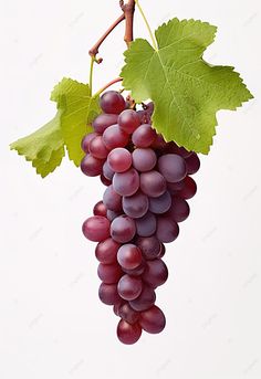 a bunch of red grapes hanging from a vine with green leaves on the top and bottom