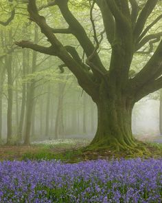 a large tree sitting in the middle of a forest filled with bluebells