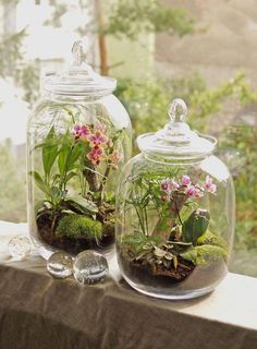 two glass jars filled with plants and rocks