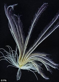 an image of a bird's feathers on a black background