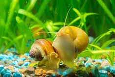 a close up of two snails in an aquarium