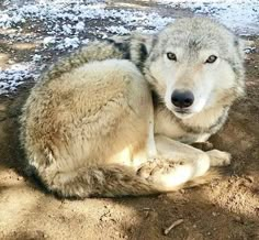 a wolf laying on the ground with snow around it