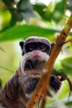 a small monkey sitting on top of a tree branch next to leaves and looking at the camera