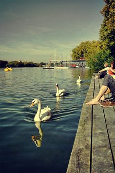 a man sitting on a dock watching swans swim by