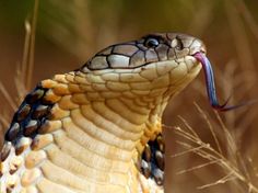 a close up of a snake with its mouth open