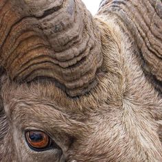 an animal with very large horns standing next to each other