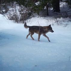 a wolf is walking through the snow in front of some trees