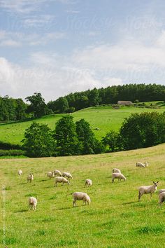 a herd of sheep standing on top of a lush green grass covered hillside under a blue sky