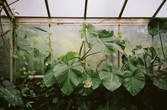 the inside of a greenhouse filled with lots of green plants