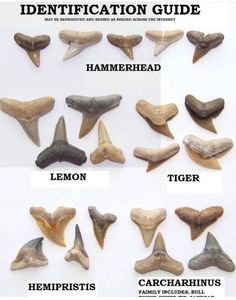 the identification guide for different types of teeth and beaks, including hammerhead, lemon, tiger, carcharinus