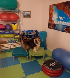 a small dog standing on top of a green table in a room filled with toys