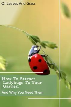 a ladybug sitting on top of a plant with the words how to attract ladybugs to your garden and why you need them