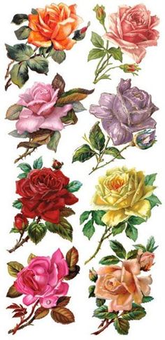 several different colored roses with leaves on them