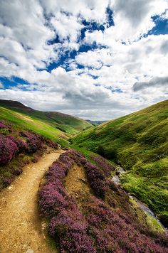 a dirt path in the middle of a lush green valley with purple flowers on both sides