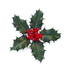 holly with red berries and green leaves on white background