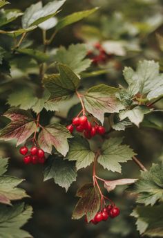 red berries and green leaves on a tree