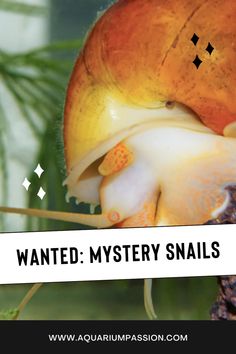 a close up of a snail on a plant with text overlay reading wanted mystery snails