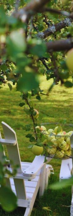 two white lawn chairs sitting in the grass under a tree with apples on top of them