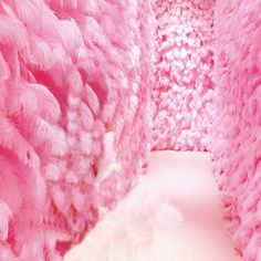 pink feathers are lined up on the wall