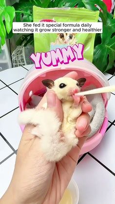 a person holding a small animal in a pink container