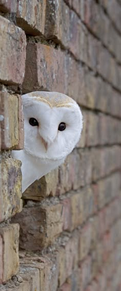 an owl peeking out from behind a brick wall with the caption in spanish above it