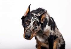 a black and brown dog standing next to a white wall