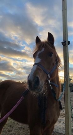 a brown horse standing next to a wooden pole