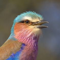 a colorful bird with blue, pink and yellow feathers