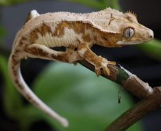 a small gecko is sitting on a branch