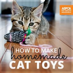 a kitten playing with a toy on the floor