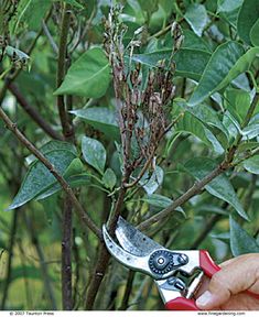 a person holding a pair of scissors in front of a tree with green leaves on it