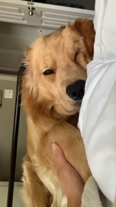 a person holding a brown dog in their lap and looking at it's face