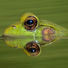 a close up of a frog's face with its eyes reflected in the water