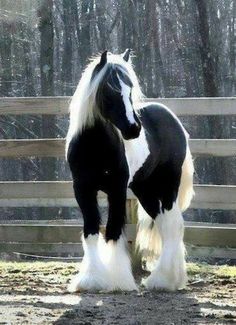 a black and white horse standing next to a wooden fence