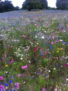 a field full of wildflowers with trees in the background