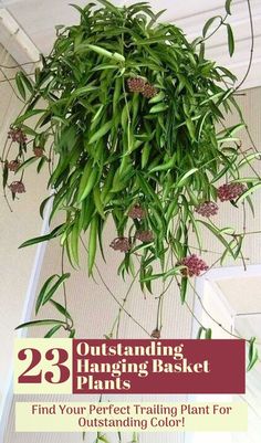 a plant hanging from the ceiling with text overlay that reads 23 outstanding hanging basket plants find your perfect trailing plant for