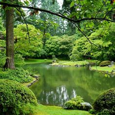 a pond surrounded by lush green trees and bushes