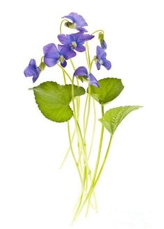 purple flowers with green leaves in front of a white background