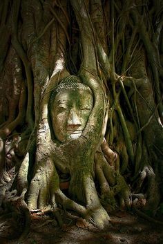 a buddha head in the middle of a tree with roots growing around it's face