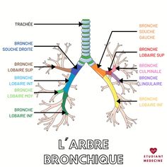 the anatomy of the human body and its major functions in french language, with labels on each side