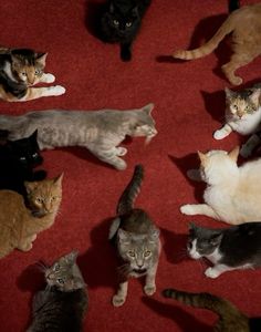 a group of cats laying on top of a red carpet next to eachother