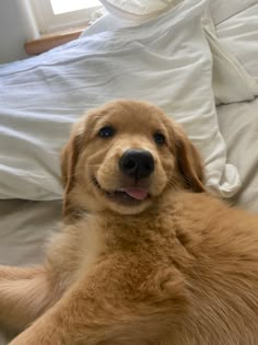 a brown dog laying on top of a bed next to white sheets and pillows in a room