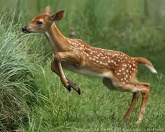 a young fawn jumping in the grass