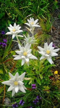 some white flowers are growing in the grass