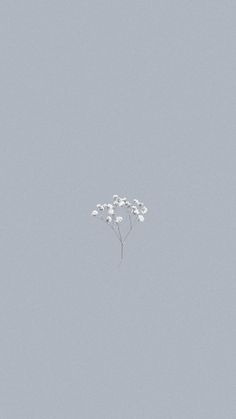 a group of white flowers floating in the air