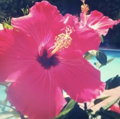 a pink flower is blooming next to a swimming pool in the day time sun